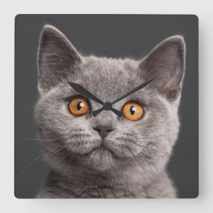 British Shorthair kitten (3 months old) Square Wall Clock