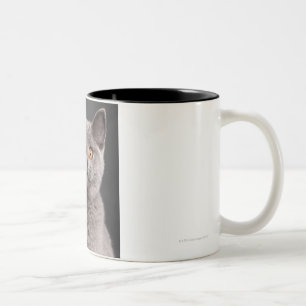 British Shorthair kitten (3 months old) Two-Tone Coffee Mug