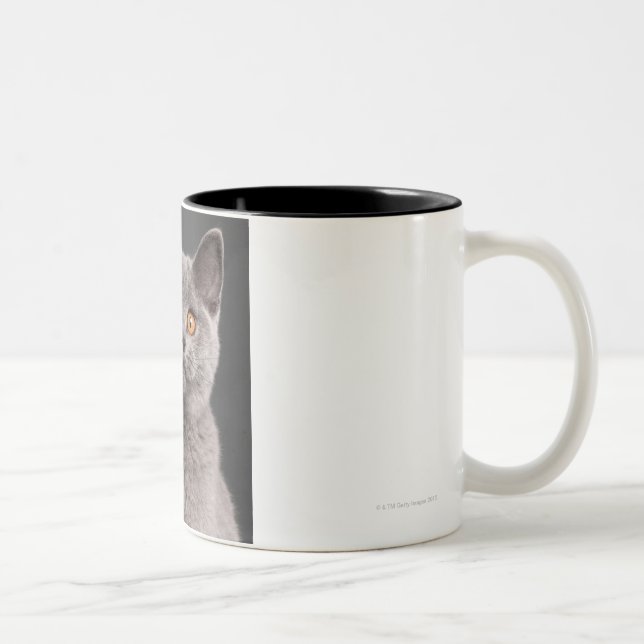 British Shorthair kitten (3 months old) Two-Tone Coffee Mug (Right)