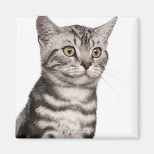 British Shorthair kitten (4 months old) Magnet