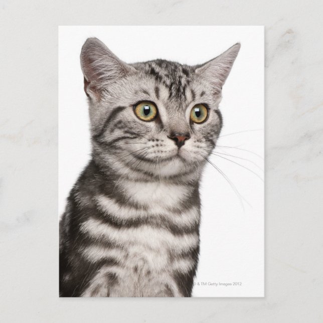 British Shorthair kitten (4 months old) Postcard (Front)