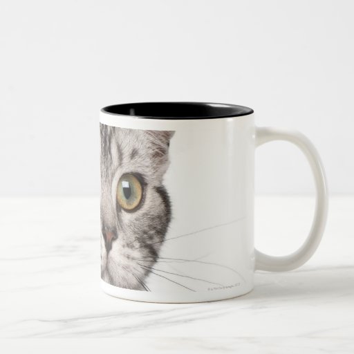 British Shorthair kitten (4 months old) Two-tone Coffee Mug - 11.60 British Shorthair kitten (4 months old) Two-tone Coffee Mug