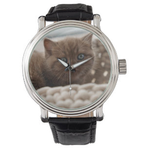 British shorthair, Kitten, Cat Watch