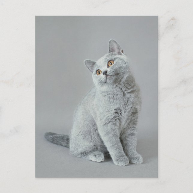 British shorthair kitten postcard (Front)