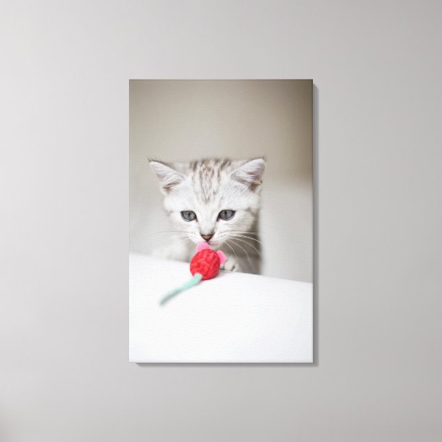 British shorthair kitten smelling toy mouse canvas print (Front)