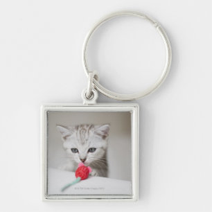 British shorthair kitten smelling toy mouse key ring
