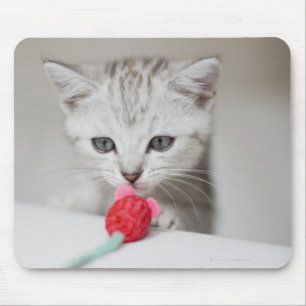 British shorthair kitten smelling toy mouse mat