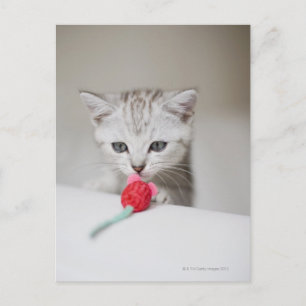 British shorthair kitten smelling toy mouse postcard