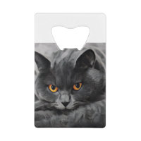British Shorthair Kitty