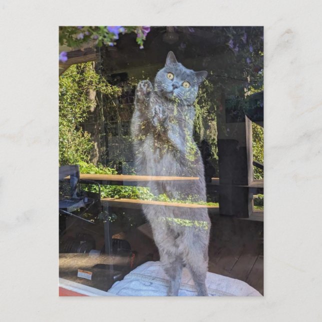 British Shorthair Kitty Cat In Window Postcard (Front)