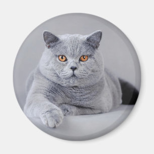 British shorthair magnet