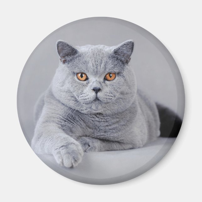 British shorthair magnet (Front)