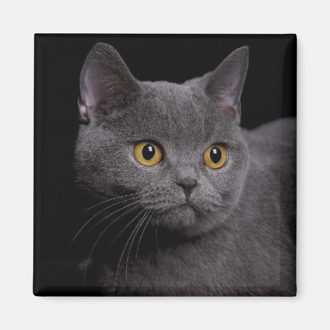 British Shorthair Magnet (Front)