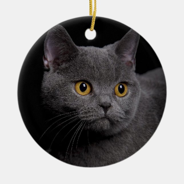 British Shorthair Ornament (Front)
