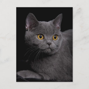 British Shorthair Postcard