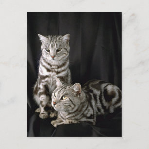 British Shorthair, silver tabby Postcard