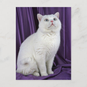 British Shorthair, white Postcard