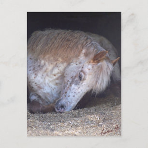 British spotted pony taking it easy postcard