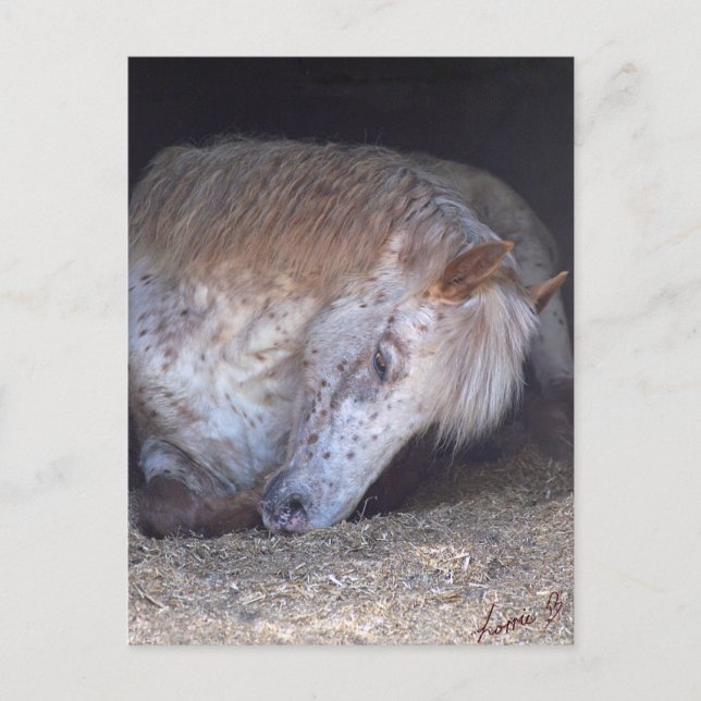 British spotted pony taking it easy postcard (Front)