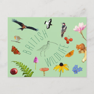 British Wildlife Postcard