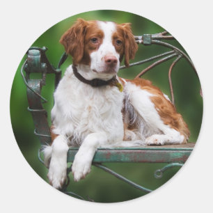 Brittany Classic Round Sticker