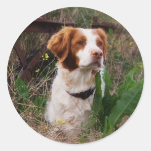 Brittany Classic Round Sticker
