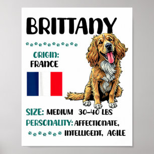 Brittany Origin Funny Brittany Dog Lover  Poster