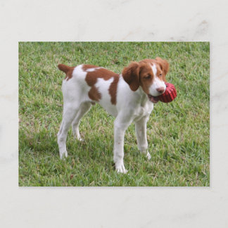 Brittany Pup "Rusty" Postcard