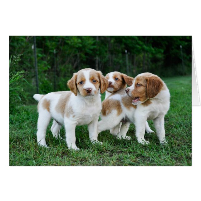 Brittany puppies (Front Horizontal)