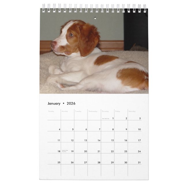 Brittany Puppies 2008 Calendar (Jan 2026)