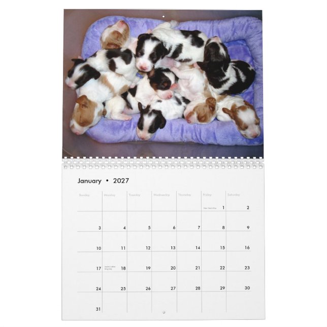 Brittany Puppies 2010 Calendar (Jan 2027)