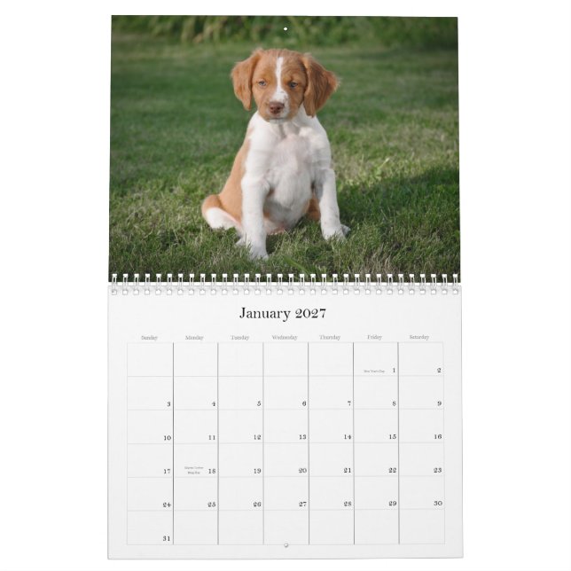 Brittany Puppies Calendar (Jan 2027)