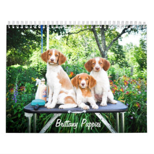Brittany Puppies Calendar