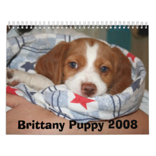 Brittany Puppy Calendar 2008 (ALL RUSTY)