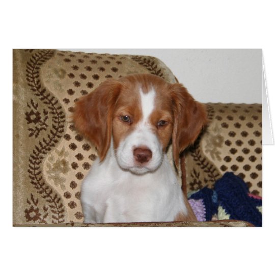 Brittany Puppy Notecard