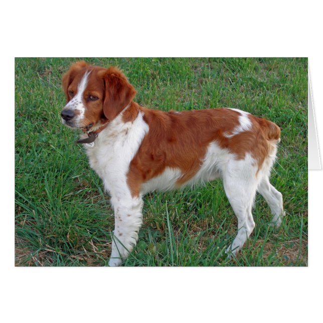 Brittany Spaniel (Front Horizontal)