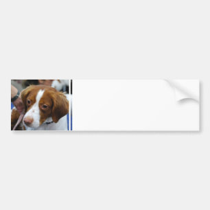 Brittany Spaniel  Bumper Sticker