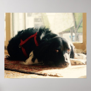 Brittany spaniel Dog Poster