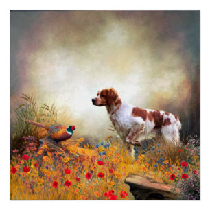 Brittany Spaniel, Hunting Pheasant  Poster