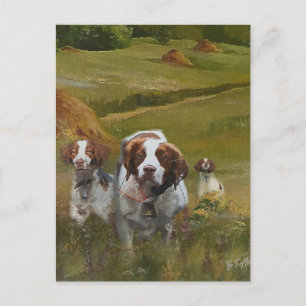 Brittany Spaniel  Invitation Postcard