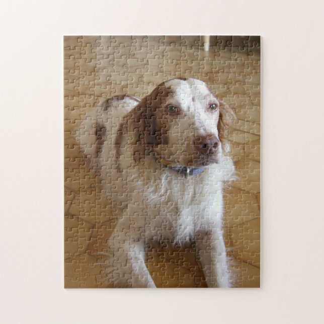 brittany spaniel laying jigsaw puzzle (Vertical)