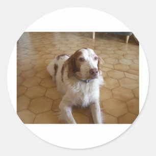 brittany spaniel laying.png classic round sticker