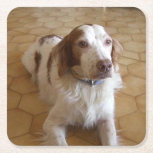 brittany spaniel laying square paper coaster