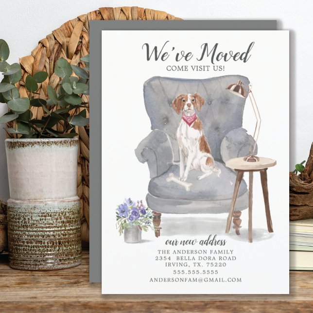 Brittany Spaniel Moving Announcement (Creator Uploaded)