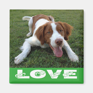 Brittany Spaniel Puppy Dog Love Magnet