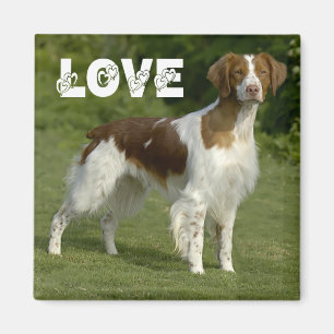 Brittany Spaniel Puppy Dog Love Magnet