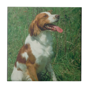 Brittany Spaniel Tile