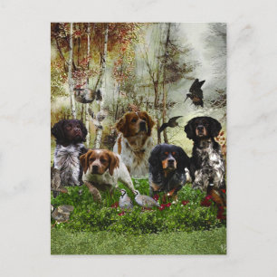 Brittany Spaniels,   Bird Hunting   Postcard