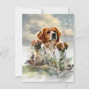 Brittany Spaniels , French Brittany , Bird dog  Postcard