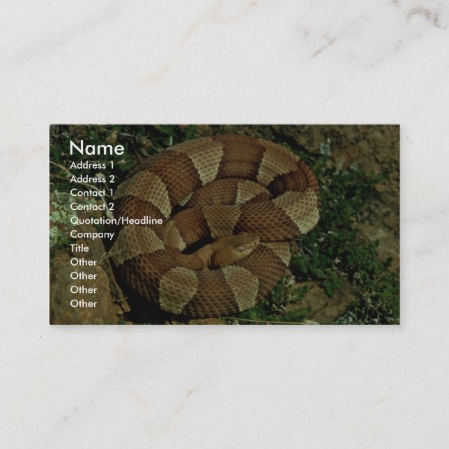 Broad-banded copperhead business card (Front)